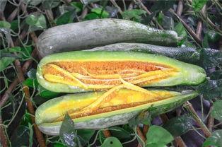 大理网红吃瓜,揭秘网红圈背后的故事与争议