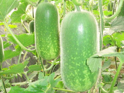 吃瓜超级瘦的一个网红