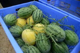 常德网红吃瓜群微信,揭秘网络社交圈的趣味与争议