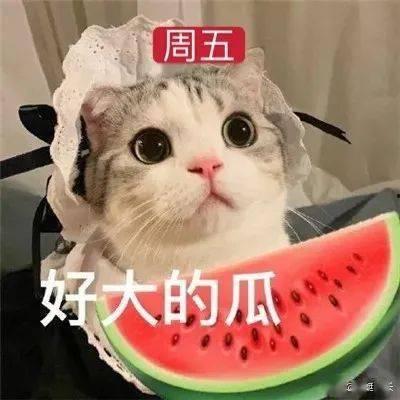 娱乐吃瓜君网红虐猫